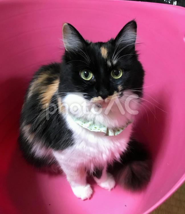 桶の中の三毛猫 猫,ペット,動物の写真素材