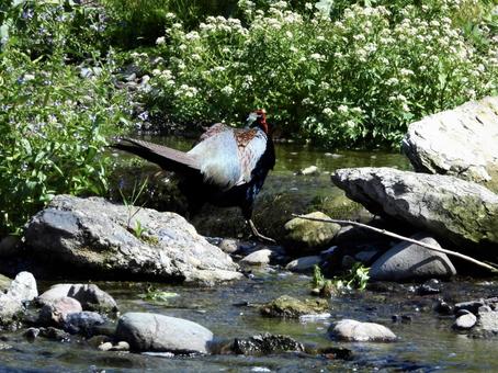 Pheasant walking on the river surface, JPG