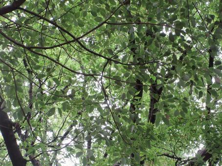上野公園の樹々 04 上野公園の樹々 04の写真