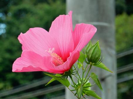 【花の写真】フヨウの花 【花の写真】フヨウの花の写真