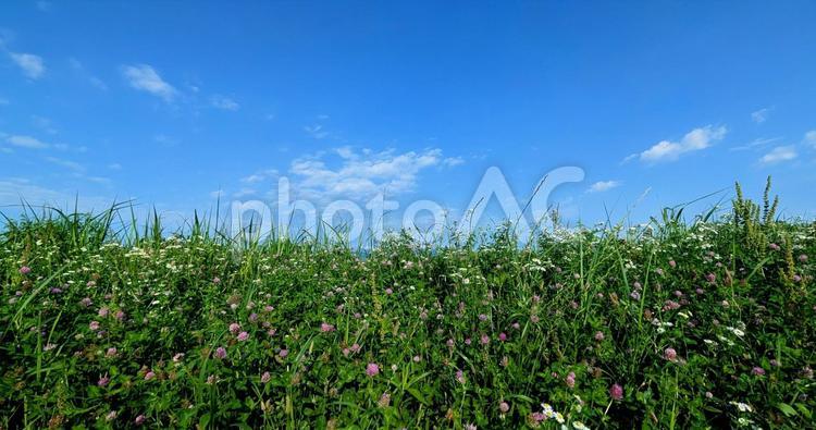青い空と花咲く夏の草原 空,青空,雲の写真素材