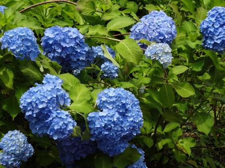 紫陽花 blue 紫陽花 blue アジサイ,草木,自然の写真素材