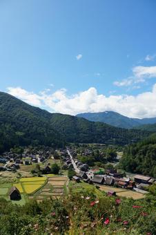 秋の合掌造り集落 秋の合掌造り集落 白川郷,合掌造り,秋の写真素材