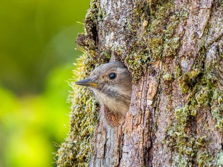 A Japanese Pygmy Woodpecker peeking out of its burrow, kogera, woodpecker, wild bird, JPG