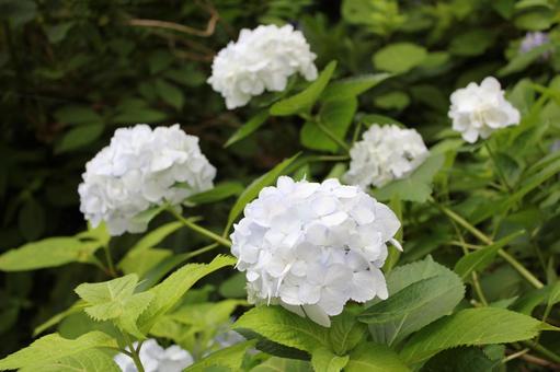 Hydrangea 118, JPG Hydrangea 118, JPG