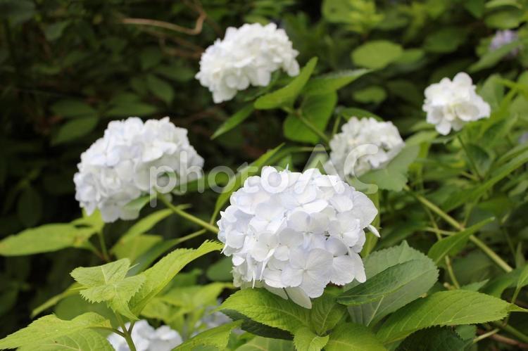 あじさい118 あじさい,アジサイ,紫陽花の写真素材