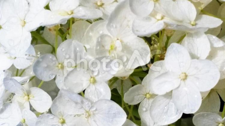 アジサイと水滴 アジサイ,梅雨,紫陽花の写真素材