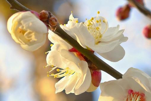 Photo, plum, white plum, flower, 