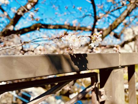 桜のことほぎ 桜のことほぎの写真