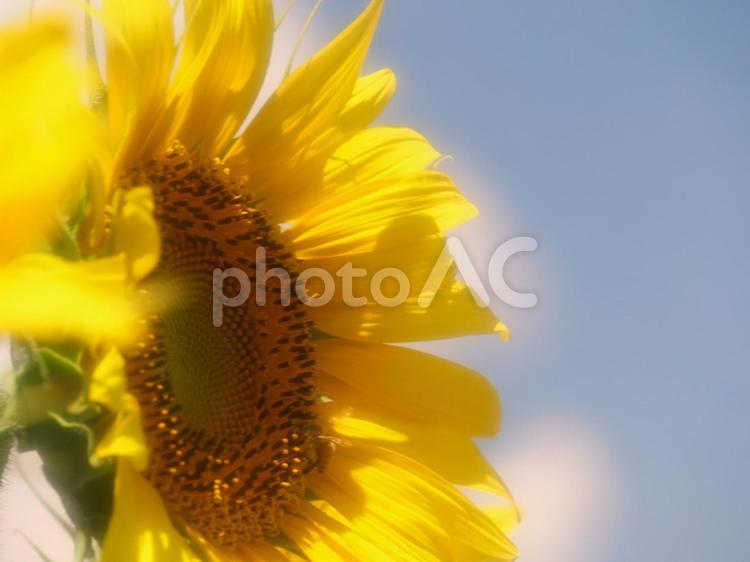 夏空とひまわりのアップ ひまわり,夏空,夏の写真素材