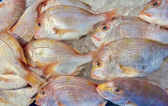 氷蔵されたレンコダイ レンコダイ,連子鯛,タイの写真素材