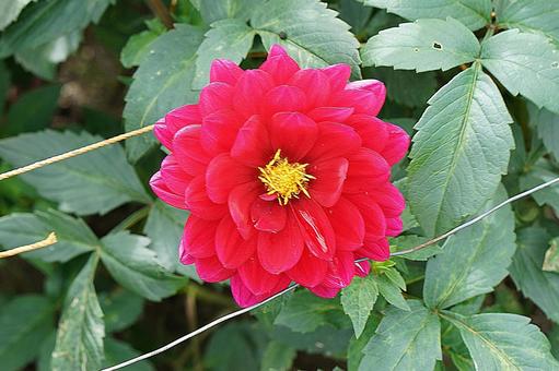 宝塚ダリア園秋　ダリア68　リズモア 宝塚市,宝塚ダリア園,ダリアの写真素材