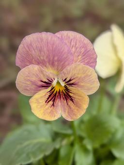 ビオラの花 6 ビオラ,紫,黄の写真素材