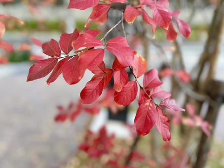 紅葉 紅葉,赤,木の写真素材