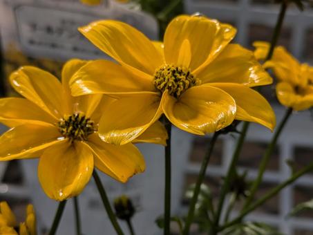 ビデンスの花の写真
