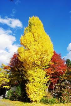 黄色のお化けのようなイチョウ 黄色のお化けのようなイチョウの写真