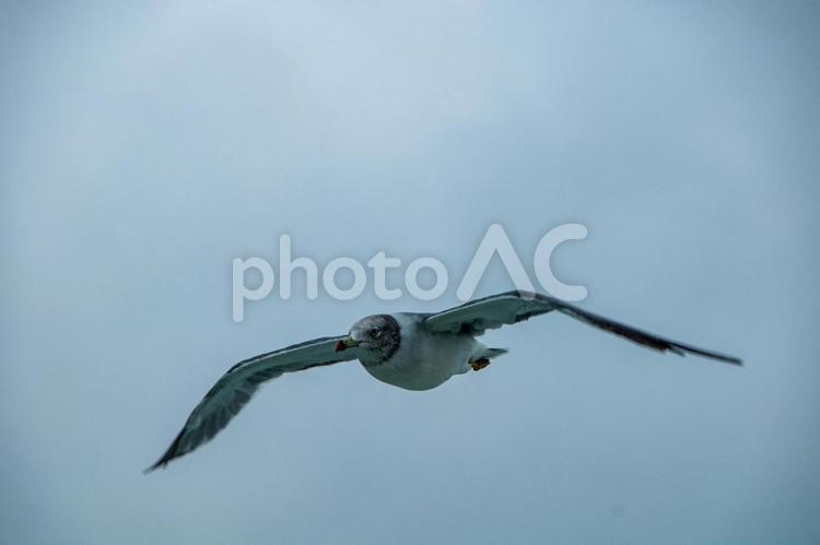 海をわたるカモメ 秋,鳥,カモメの写真素材