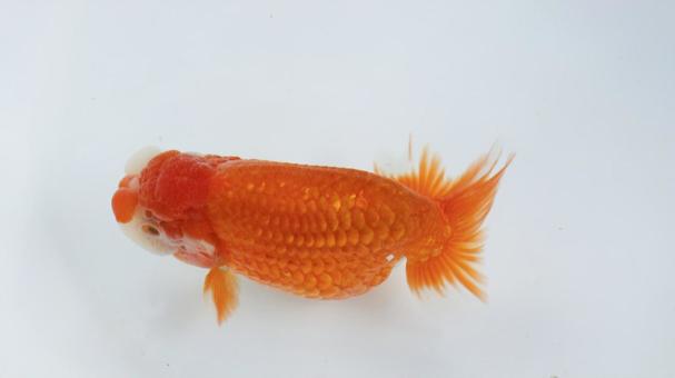 【魚の写真】らんちう(金魚) 【魚の写真】らんちう(金魚) ペット,水槽,魚の写真素材