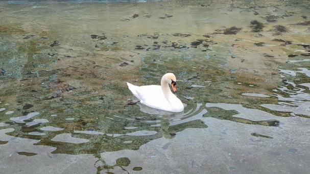 白鳥 白鳥の写真