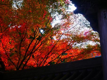 紅葉の向こうの白い雲の写真