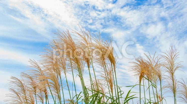 ススキと秋の空 5 ススキ,秋,秋空の写真素材