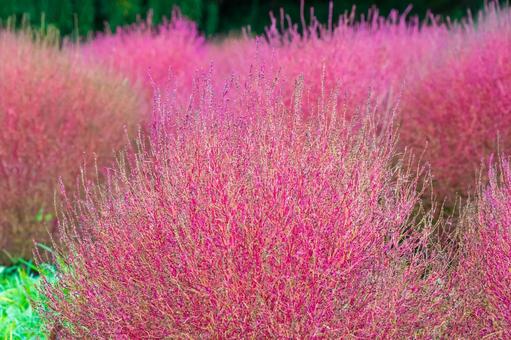 色鮮やかに染まる秋のコキア群生 コキア,秋,ピンクの写真素材