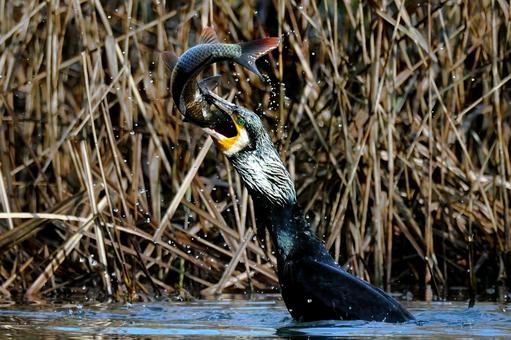 大物をゲットしたカワウ カワウ,鵜,鯉の写真素材