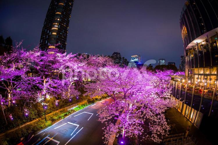夜の桜並木と車の光跡 東京ミッドタウン,夜桜,車の光跡の写真素材