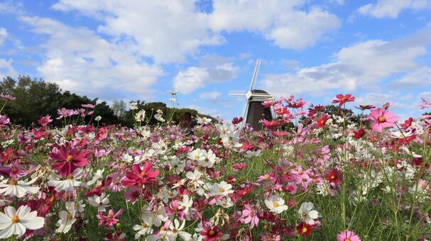 鶴見緑地公園のコスモス 鶴見緑地公園,コスモス,秋の写真素材