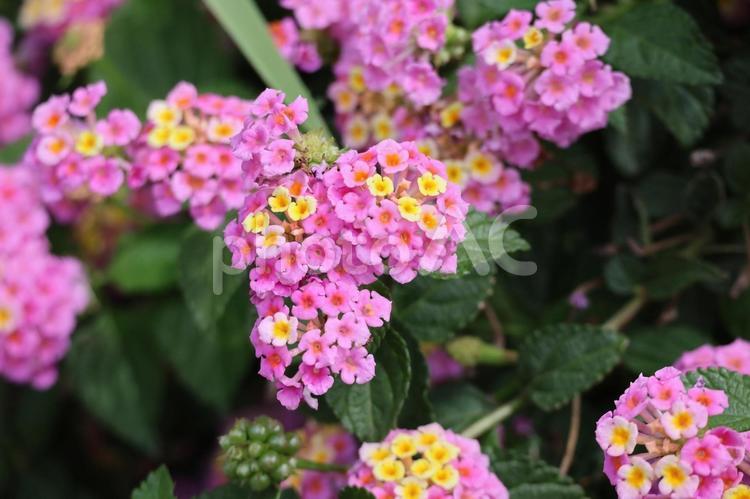満開に咲くピンクのランタナの花の花木 満開,咲く,ピンクの写真素材