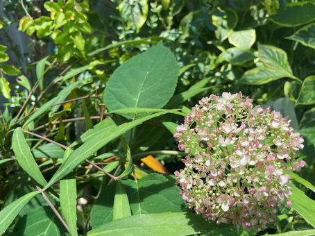 初夏の庭に咲く淡いピンクのアジサイの花 初夏の庭に咲く淡いピンクのアジサイの花の写真