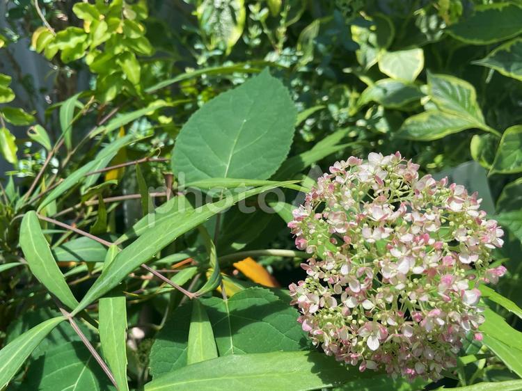 初夏の庭に咲く淡いピンクのアジサイの花 あじさい,紫陽花,ピンクの写真素材