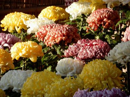 【風景写真】福山菊花展覧会の風景 キク,菊,菊花展の写真素材