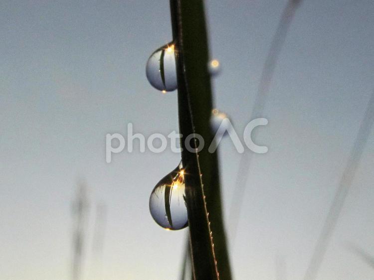 水滴と緑の葉と朝日（Water drops） 水滴,雫,すいてきの写真素材
