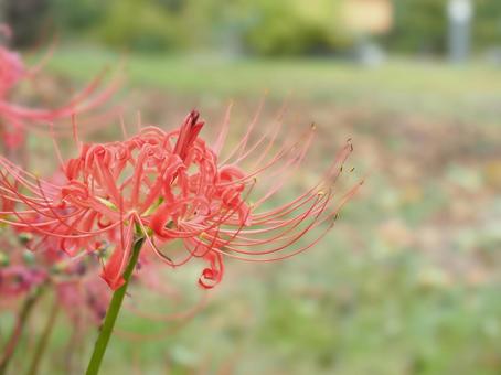 彼岸花 彼岸花 彼岸花,花,自然の写真素材