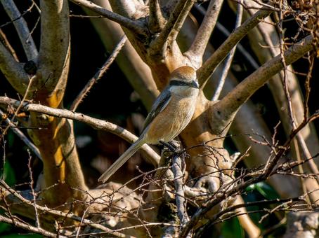 枝にとまるモズ・百舌鳥 枝にとまるモズ・百舌鳥の写真