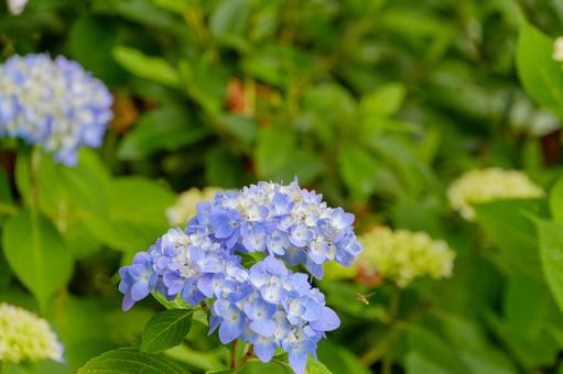 蜜蜂と青い紫陽花 蜜蜂と青い紫陽花の写真