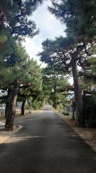 広島県-備後国分寺-参道 備後国分寺,寺,唐尾山の写真素材