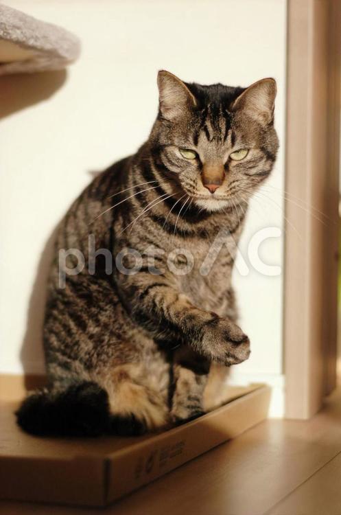 グルーミングしている途中こちを見つめる猫 グルーミング,猫,ネコの写真素材