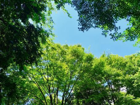 見上げた空　木々 空,天気,林の写真素材