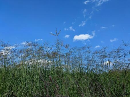青空と草　沖縄の12月 空,草,自然の写真素材