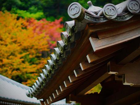 屋根瓦と紅葉 長谷寺,寺,奈良の写真素材