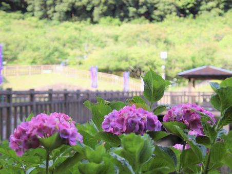 庭園に咲くキレイな紫陽花 庭園に咲くキレイな紫陽花の写真