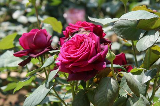 バラ・薔薇　パパ・メイアン パパ・メイアン,マクロ,殿堂入りバラの写真素材