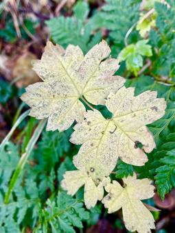 秋の気配の写真