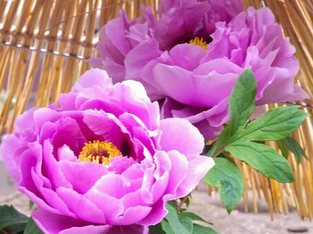 冬に咲く大輪の牡丹 牡丹,花,ピンクの写真素材