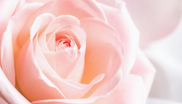 薔薇のナチュラル背景 薔薇のナチュラル背景の写真