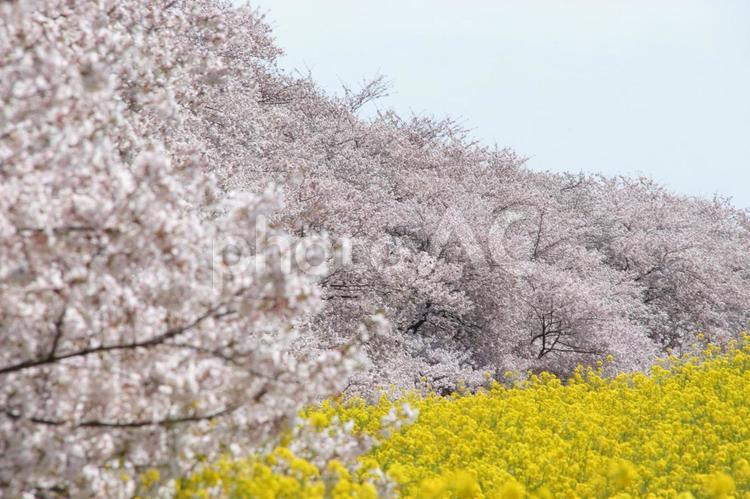 さくらと菜の花 サクラ,さくら,春の写真素材