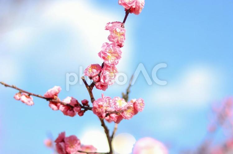 梅の花 梅,梅の花,植物の写真素材