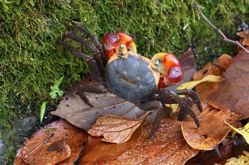 落ち葉の上を歩く蟹 アカテガニ,カニ,落ち葉の写真素材